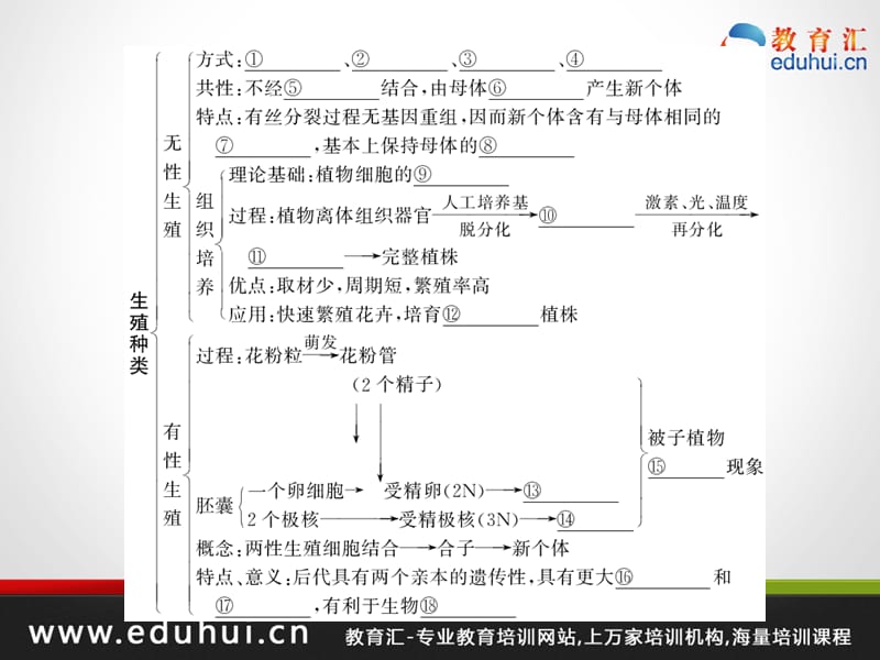 高考生物第一轮复习精品课件包第五单元生物的生殖和发育考点23.ppt_第2页