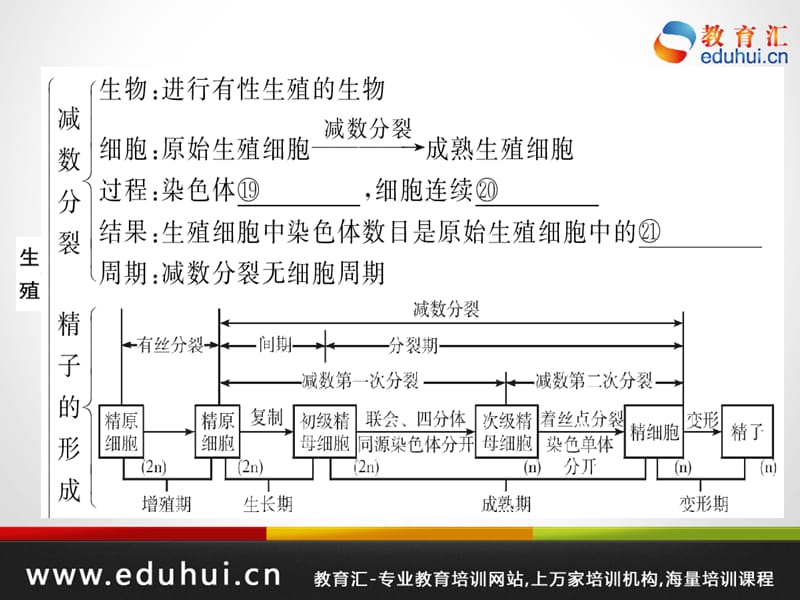 高考生物第一轮复习精品课件包第五单元生物的生殖和发育考点23.ppt_第3页