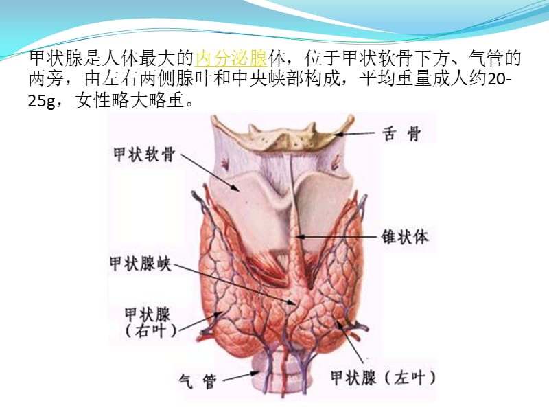 腔镜甲状腺瘤术前术后护理.ppt_第2页