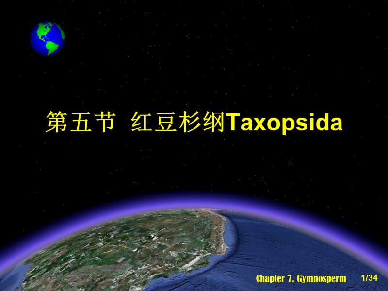 第五节红豆杉纲Taxopsida.ppt_第1页