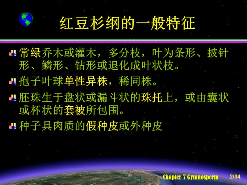 第五节红豆杉纲Taxopsida.ppt_第2页