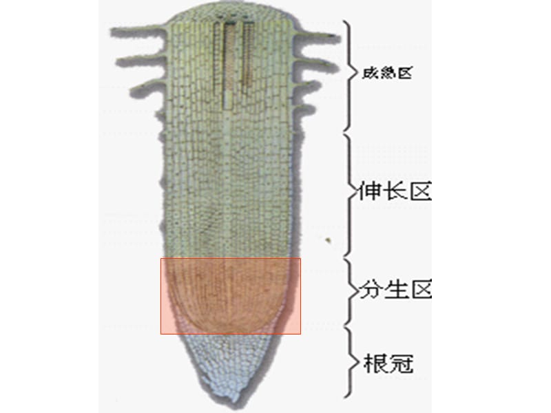 观察洋葱根尖分生组织细胞的有丝分裂.ppt_第2页