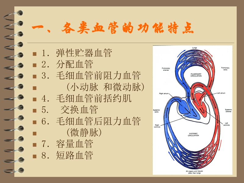 第四章循环系统(血管生理).ppt_第2页