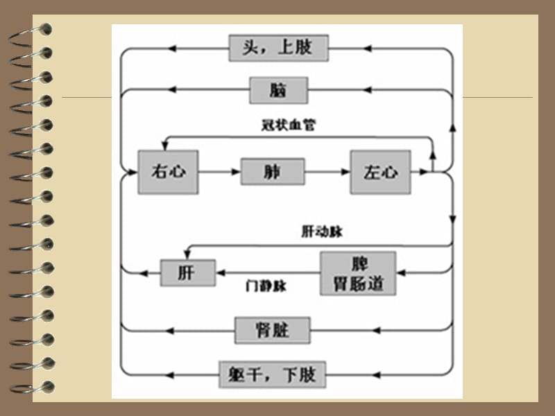 第四章循环系统(血管生理).ppt_第3页