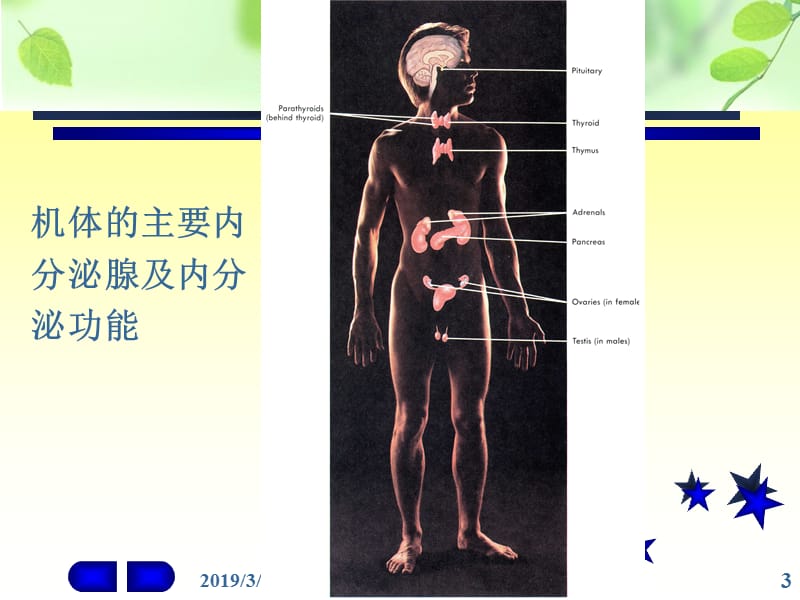 内分泌系统-11.ppt_第3页