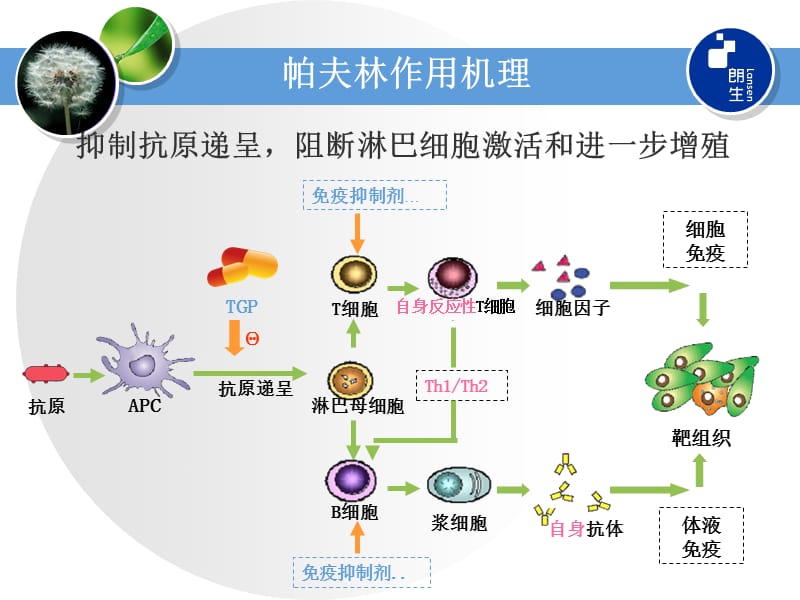 帕夫林临床应用探讨.ppt_第3页