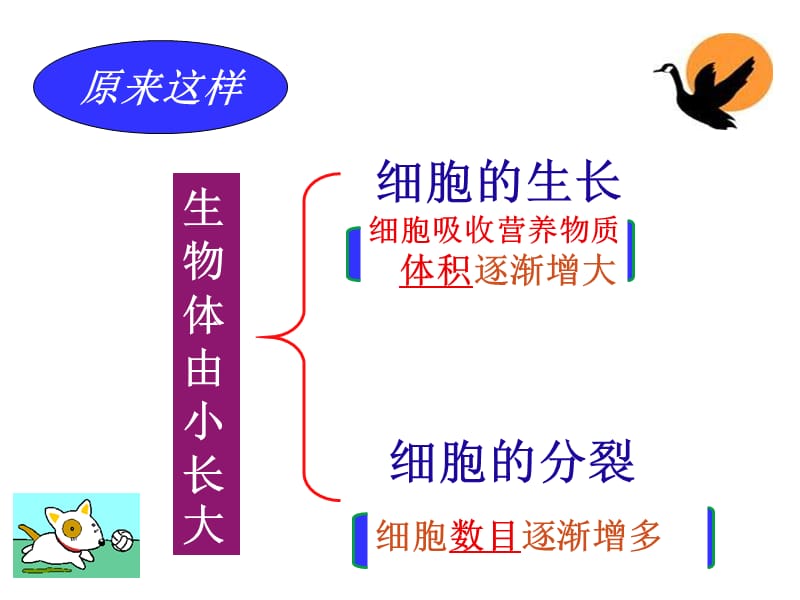 七年级生物细胞通过分裂产生新细胞2.ppt_第3页