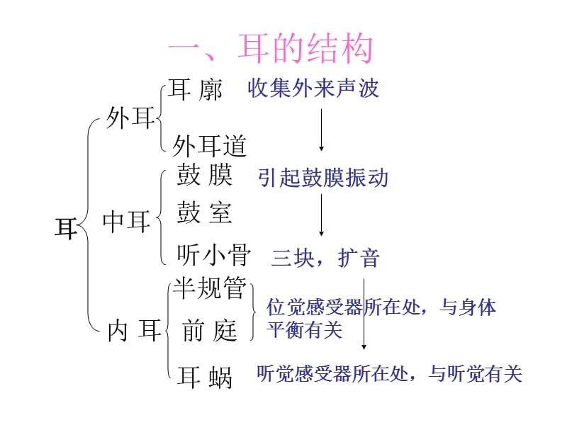 七年级生物耳与听觉.ppt_第3页