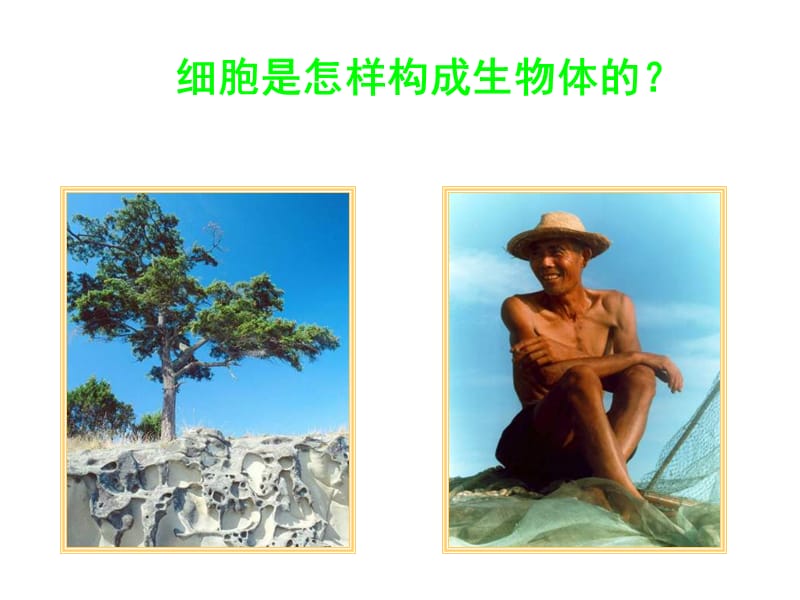 七年级生物细胞怎样构成生物体.ppt_第2页