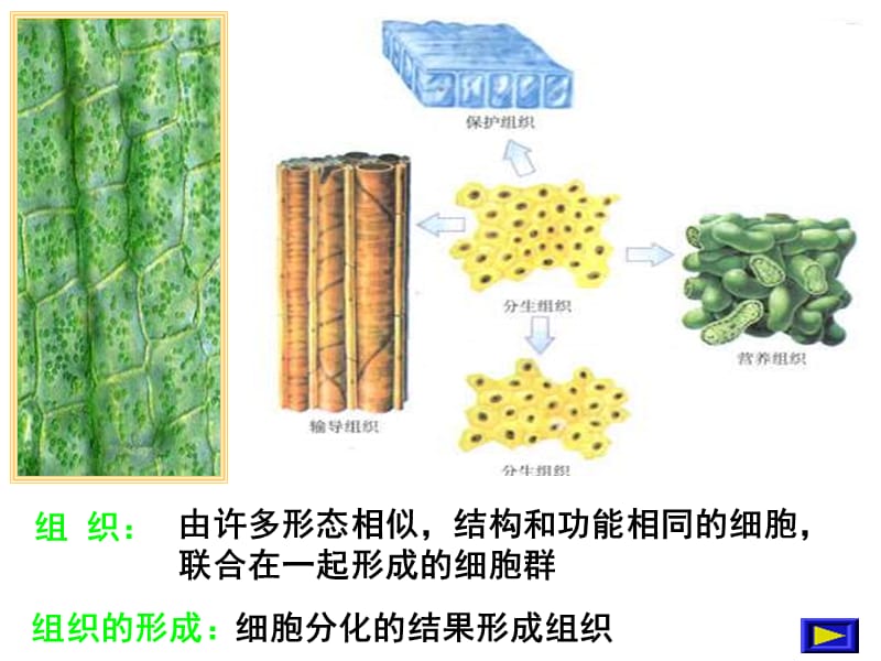 七年级生物细胞怎样构成生物体.ppt_第3页