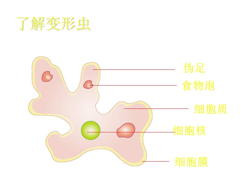 七年级生物细胞是生命活动的基本单位1.ppt_第2页