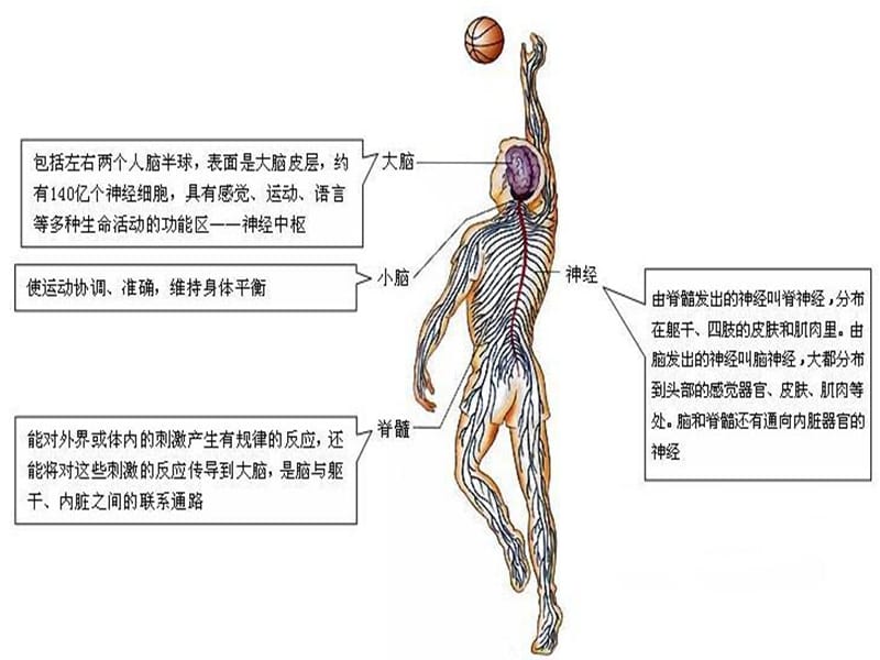 七年级生物神经系统的组成2.ppt_第3页