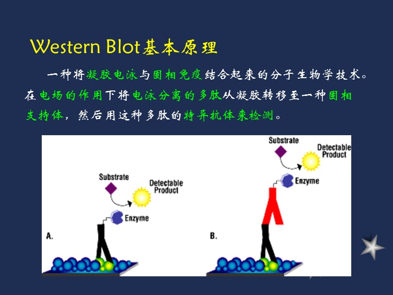 免疫印迹技术.ppt_第3页