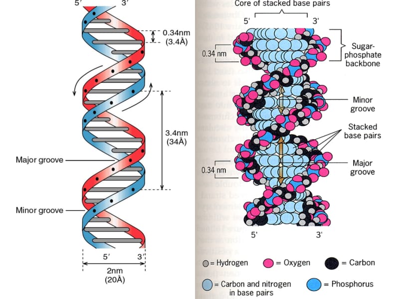 《分子生物学》3 chapter8.ppt_第2页