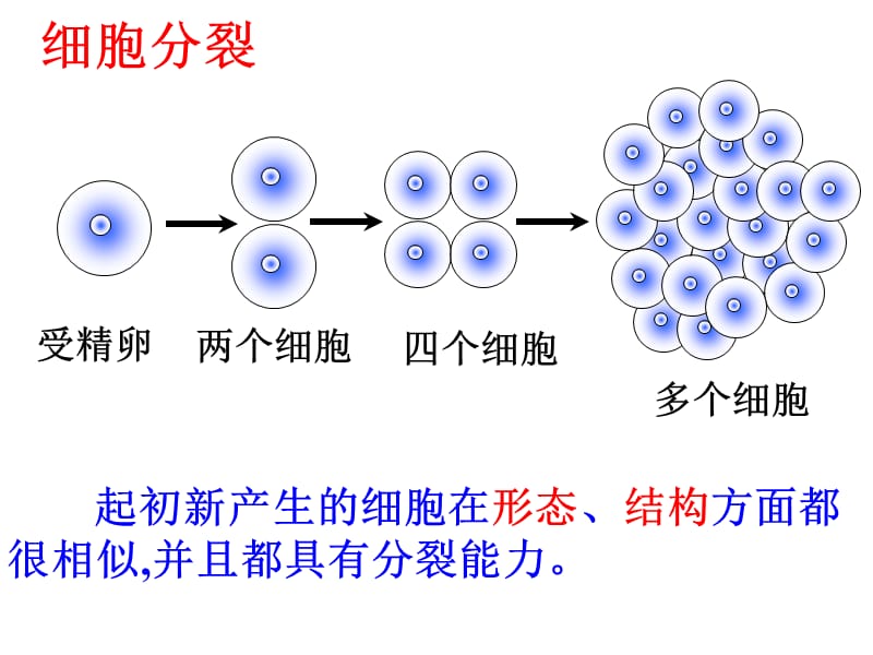 七年级生物动物体的结构层次.ppt_第3页