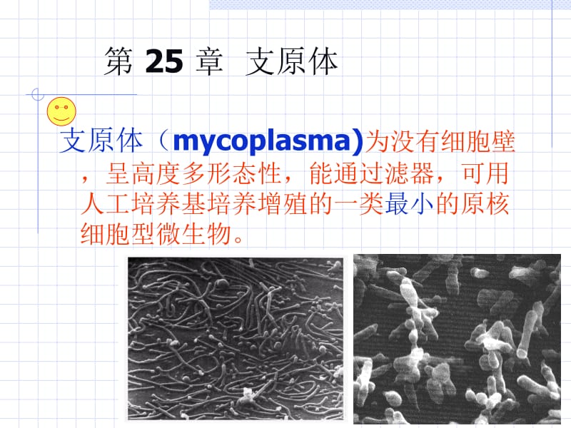 微生物-四体.ppt_第1页