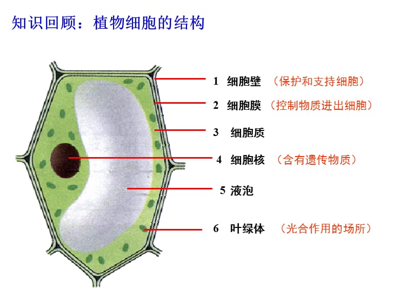 七年级生物细胞核是遗传信息库.ppt_第1页