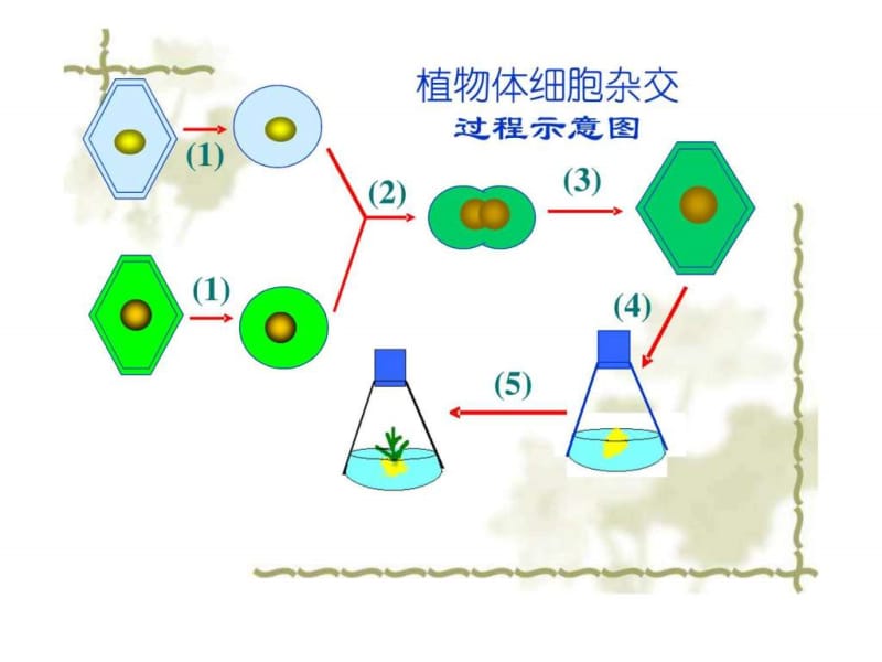 高三生物2.2.2《动物细胞融合与单克隆抗体》课件(新人....ppt_第1页