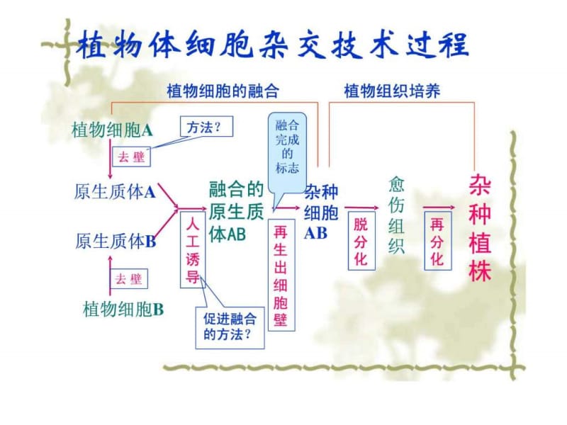 高三生物2.2.2《动物细胞融合与单克隆抗体》课件(新人....ppt_第2页