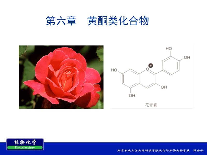 南农植物化学第六章 黄酮类化合物.ppt_第1页