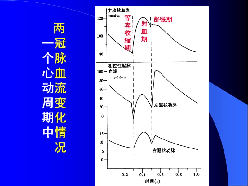 第五节器官循环冠脉循环Coronarycirculation解.ppt_第3页