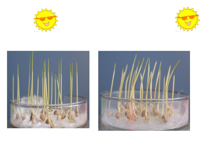 第一节植物激素调节.ppt_第3页