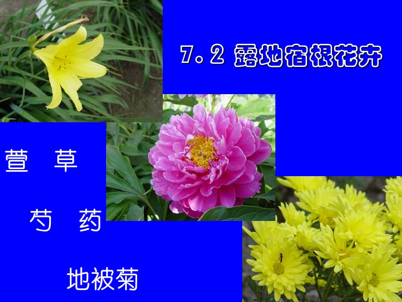 牡丹芍药栽培.ppt_第1页