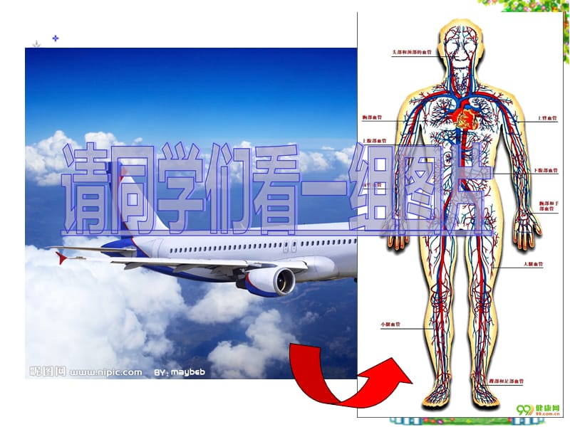 l七下4-4-1流动的组织——血液ppt课件.ppt_第1页