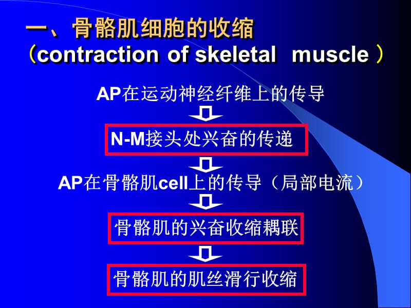 第四部分肌细胞的收缩功能Contractionofmusclecell.ppt_第3页