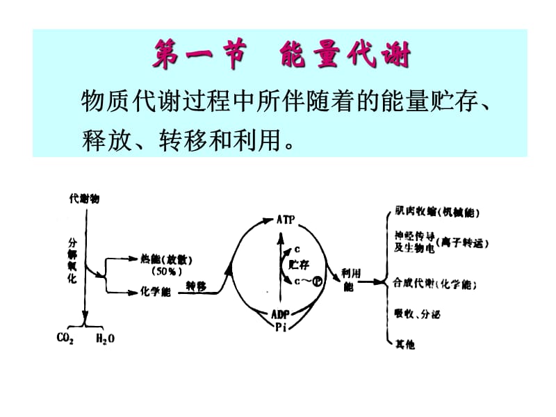 第七章能量代谢与体温调节.ppt_第2页