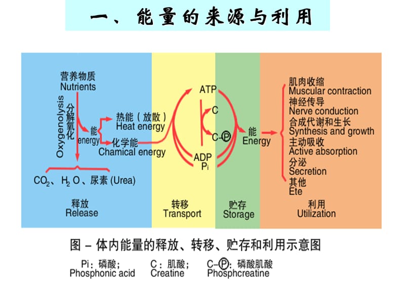 第七章能量代谢与体温调节.ppt_第3页