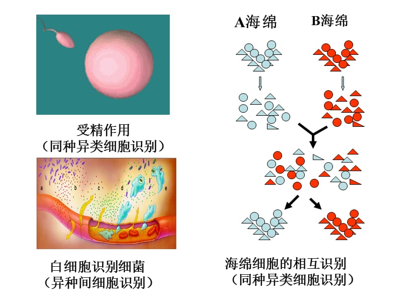 第六节细胞膜与细胞识别.ppt_第3页