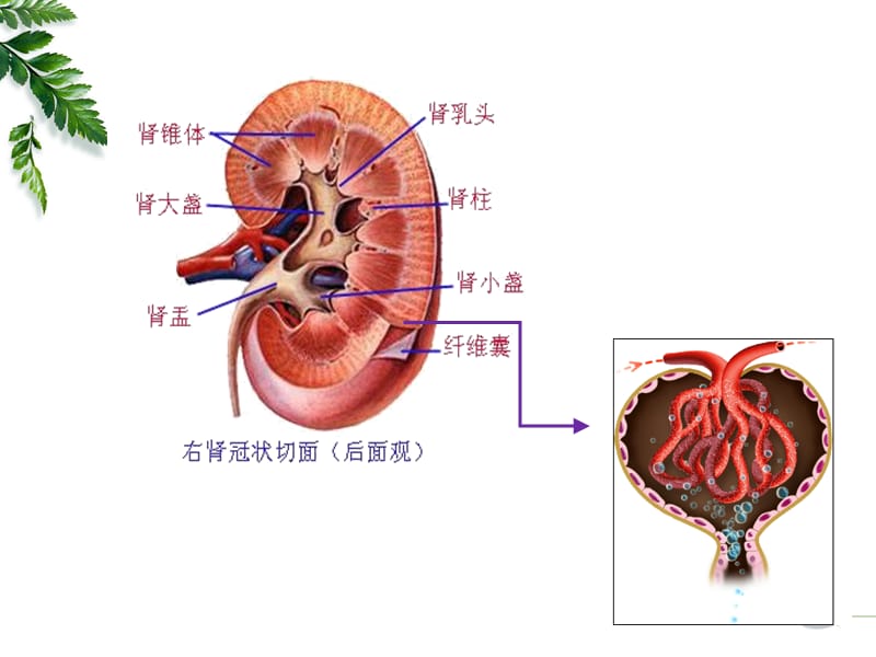 第十六章肾功能不全2012B.ppt_第3页