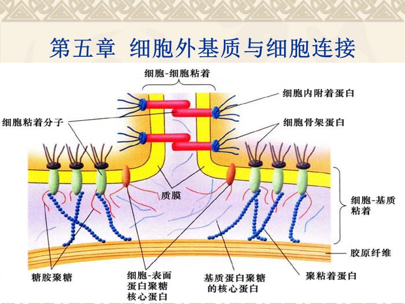 第五章细胞外基质与细胞连接.ppt_第1页