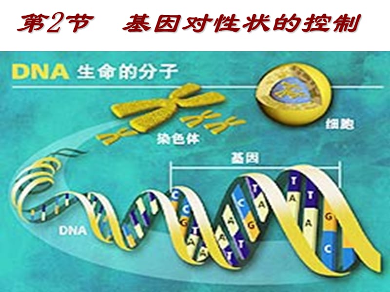 第节基因对性状的控制.ppt_第1页