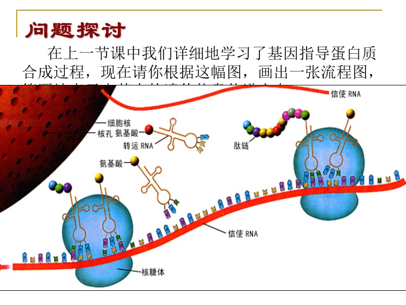 第节基因对性状的控制.ppt_第2页