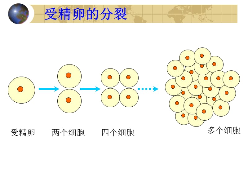 第三章细胞怎样构成生物体.ppt_第3页