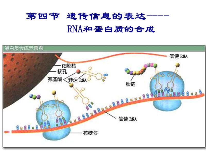 第四节遗传信息的表达-RNA和蛋白质的合成.ppt_第1页