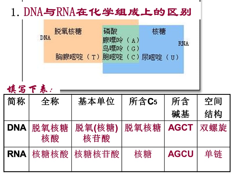 第四节遗传信息的表达-RNA和蛋白质的合成.ppt_第3页