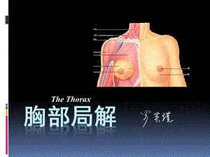 罗英瑾10 胸部.ppt