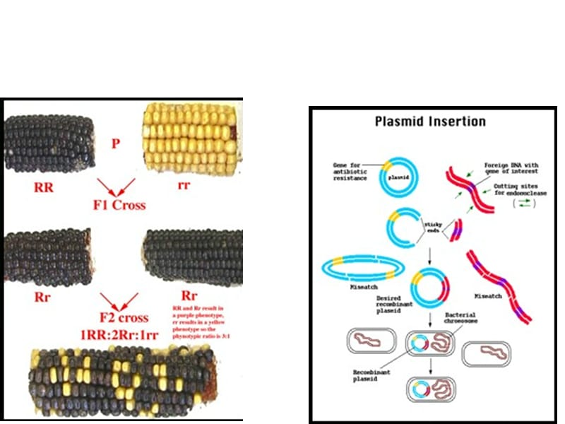 第五章植物基因工程ppt课件.ppt_第2页