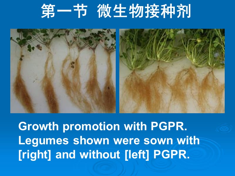 第九章微生物的应用.ppt_第3页