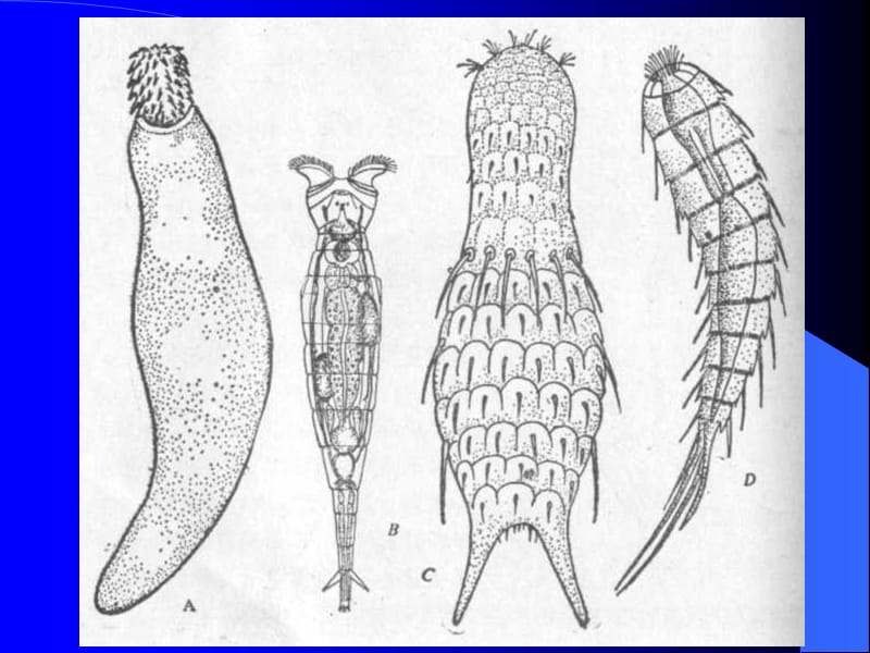 第五部分原腔动物门Protocoelomata1学时教学课件.ppt_第2页