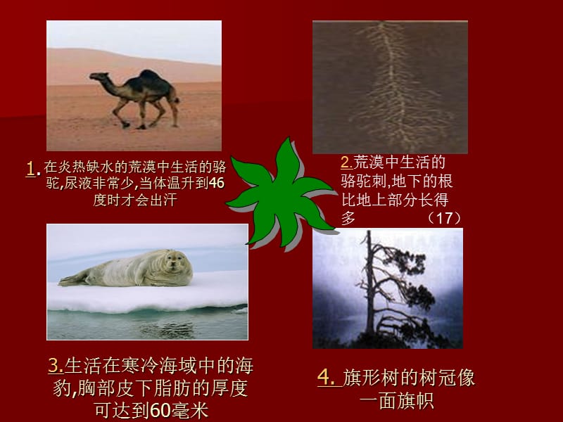 第三节生物对环境的适应和影响.ppt_第3页