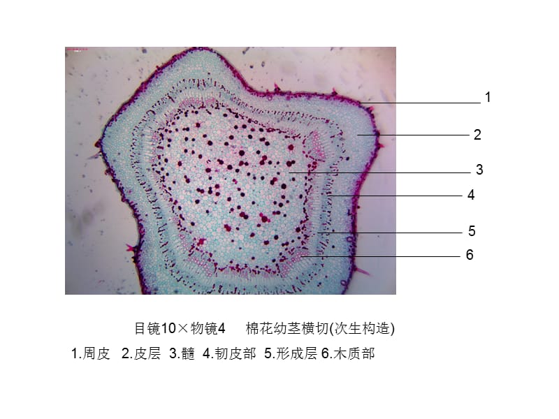 潘晓军《药用植物学》茎.ppt_第2页