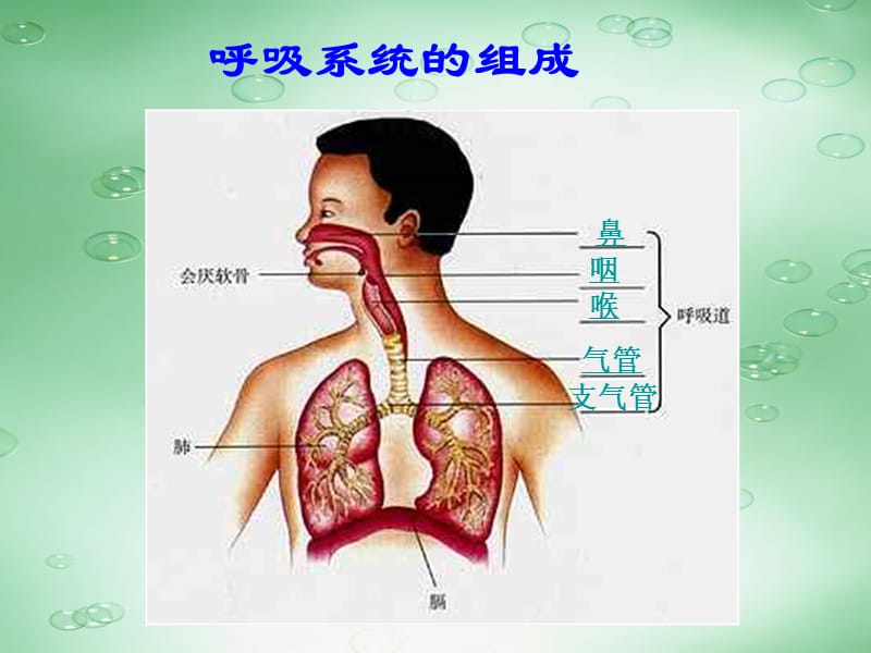 第一节呼吸道对空气的处理.ppt_第2页