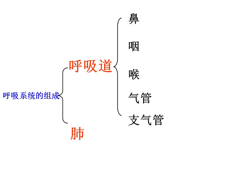 第一节呼吸道对空气的处理.ppt_第3页