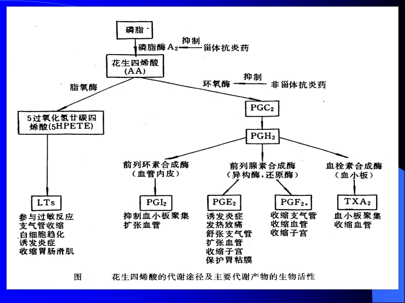 第二十章解热镇痛抗炎药.ppt_第3页