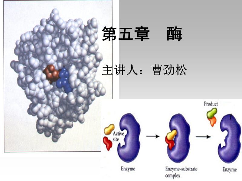 第五章酶主讲人曹劲松.ppt_第1页