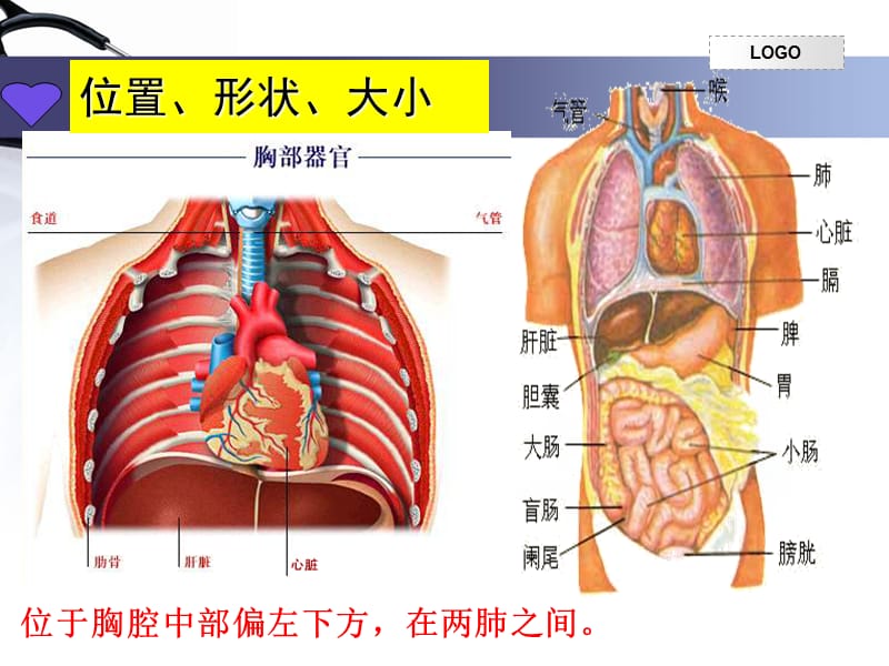 第四单元第四章第三节输送血液的泵心脏.ppt_第3页